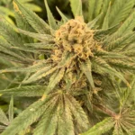 Introducing Dominion Feminized Seeds For Sale: A Premium Choice for hemp Growers